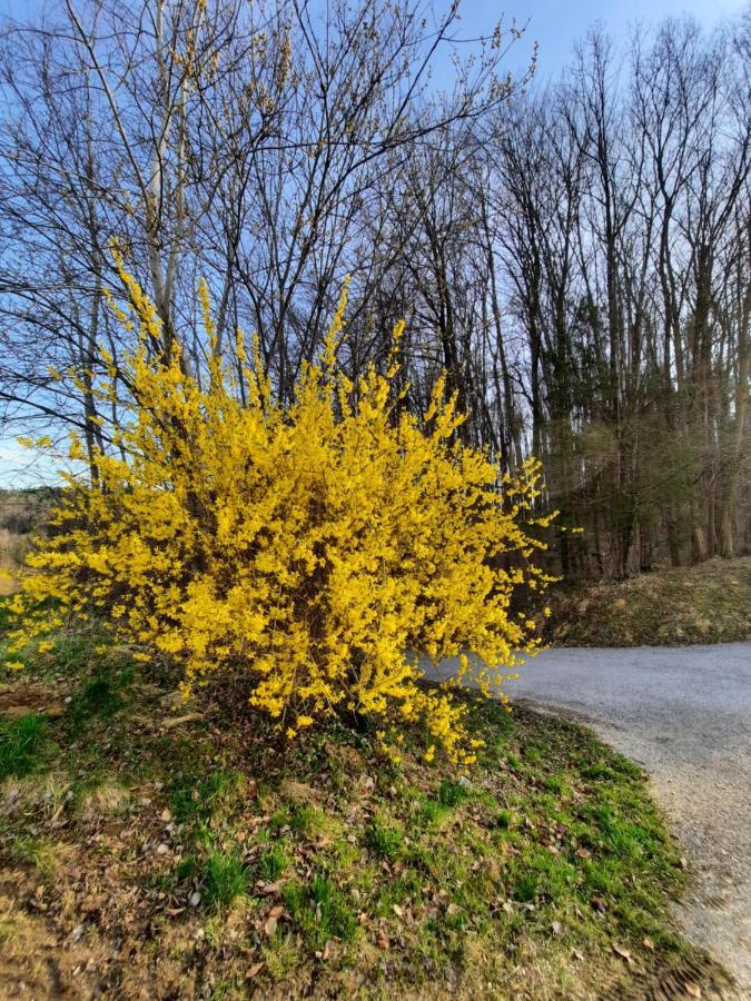 Holiday Home Neokrnjena Narava Sevnica المظهر الخارجي الصورة